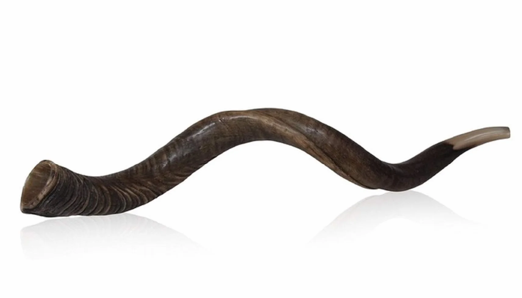 32 "86,4 cm Natürliche Authentische Kosher Yemenite Kudu Horn Schofar jüdische – Israel