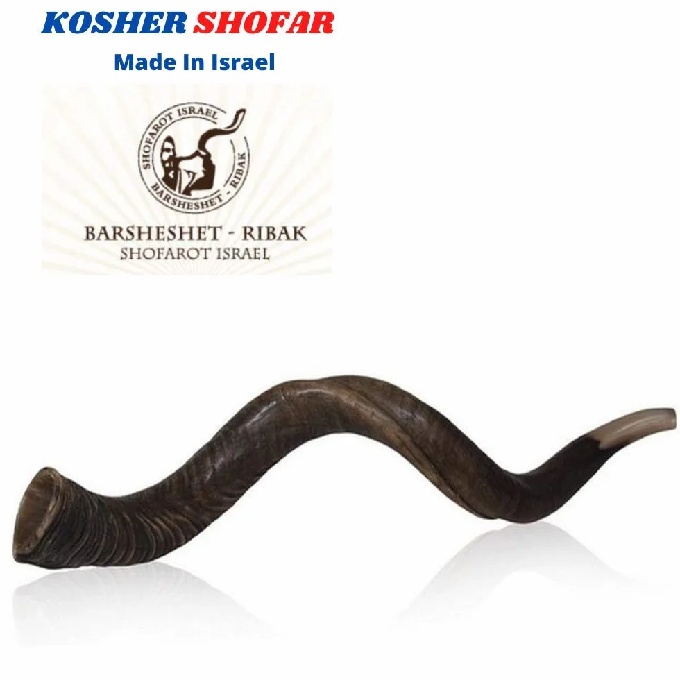 32 "86,4 cm Natürliche Authentische Kosher Yemenite Kudu Horn Schofar jüdische – Israel