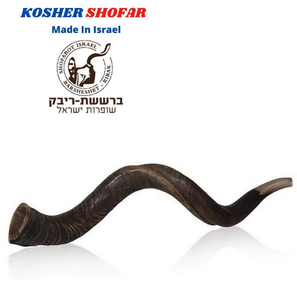 32 "86,4 cm Natürliche Authentische Kosher Yemenite Kudu Horn Schofar jüdische – Israel